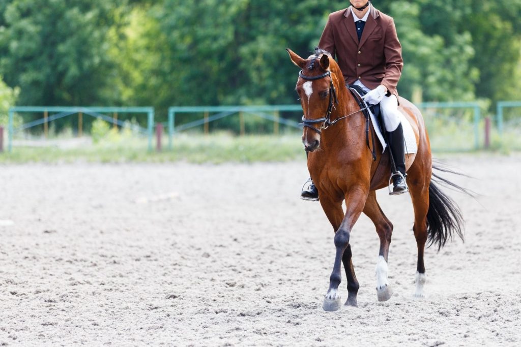 Freddie Vasquez Equestrian Reviews Joint Health in Sport Horses