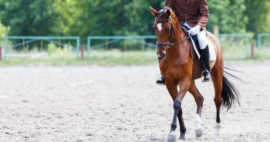 Freddie Vasquez Equestrian Reviews Joint Health in Sport Horses