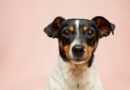 First-Time Dog Owner? Here’s Your Ultimate Dog Adoption Checklist
