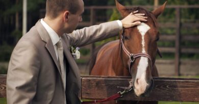 Equine Attorney